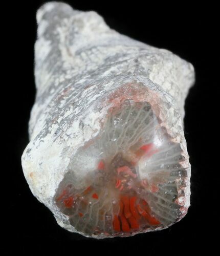 Pennsylvanian Aged Red Agatized Horn Coral - Utah #46721